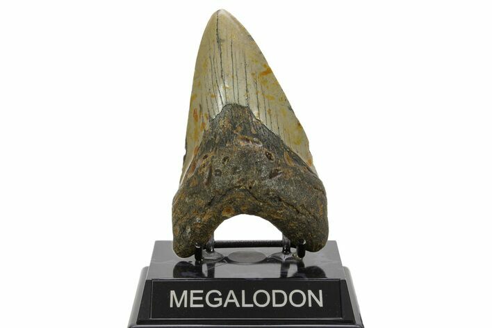 Fossil Megalodon Tooth - North Carolina #378019